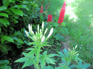 Cleome und Lupine