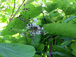 Catalpa-Blüte