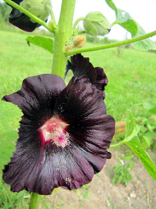 Schwarze Stockrose