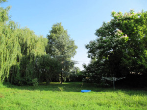 Garten mit blühender Catalpa