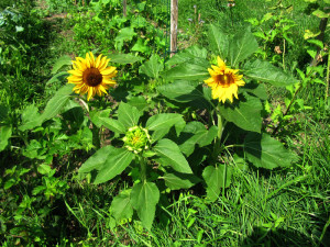 Sonnenblumen