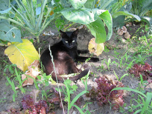 Jacques im Blumenkohl-Schatten