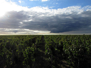 Wein und Himmel