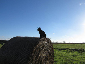 Kater an blauem Himmel