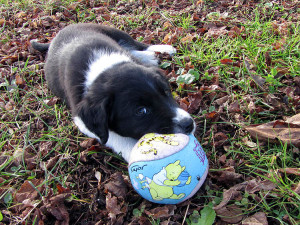 Gaston mit Ball