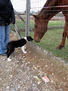 Gaston und Pferd