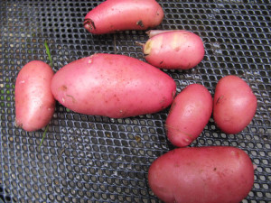 Erste Kartoffeln