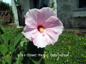 Hibiscus lasiocarpus