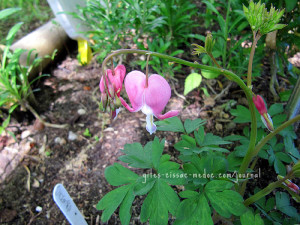 Dicentra