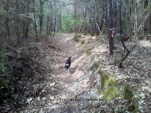 Mountainbike-Weg