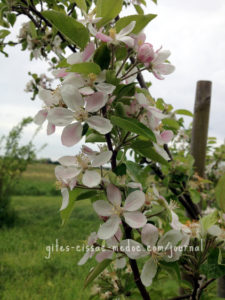 Apfelbaumblüte