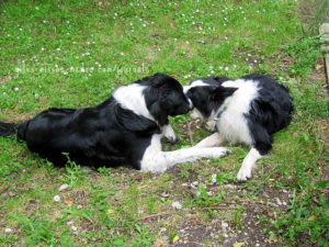 Katie & Gaston